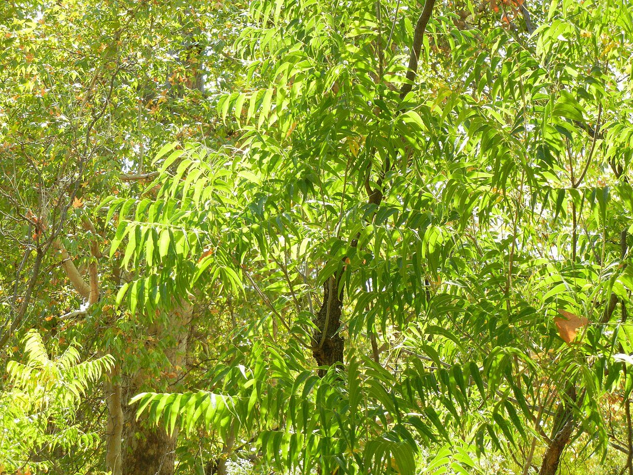 Western Soapberry (Sapindus saponaria var. drummondii) heavy with translucent golden fruit panicles