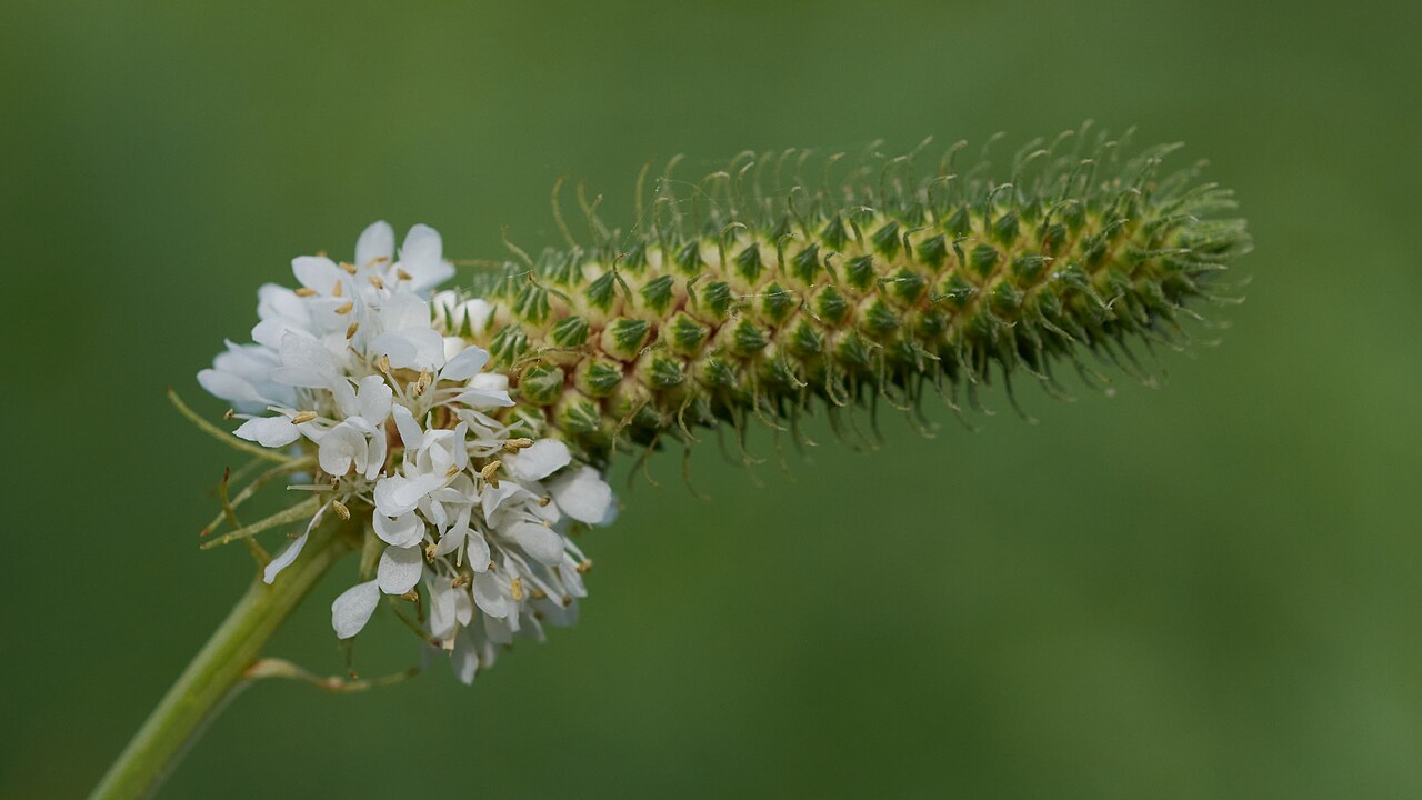 White Prairie Clover (Dalea candida) with dense cylindrical spikes of pure white flowers
