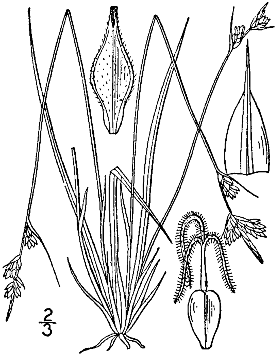 White-tinged Sedge (Carex albicans) — dense tuft of fine-textured foliage under oak canopy in the Cross Timbers