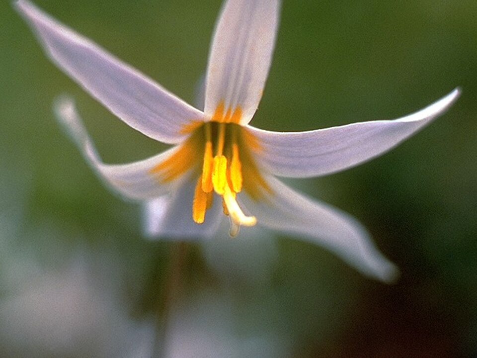 White Trout Lily (Erythronium albidum) showing the mottled basal leaves and nodding white flower with recurved petals