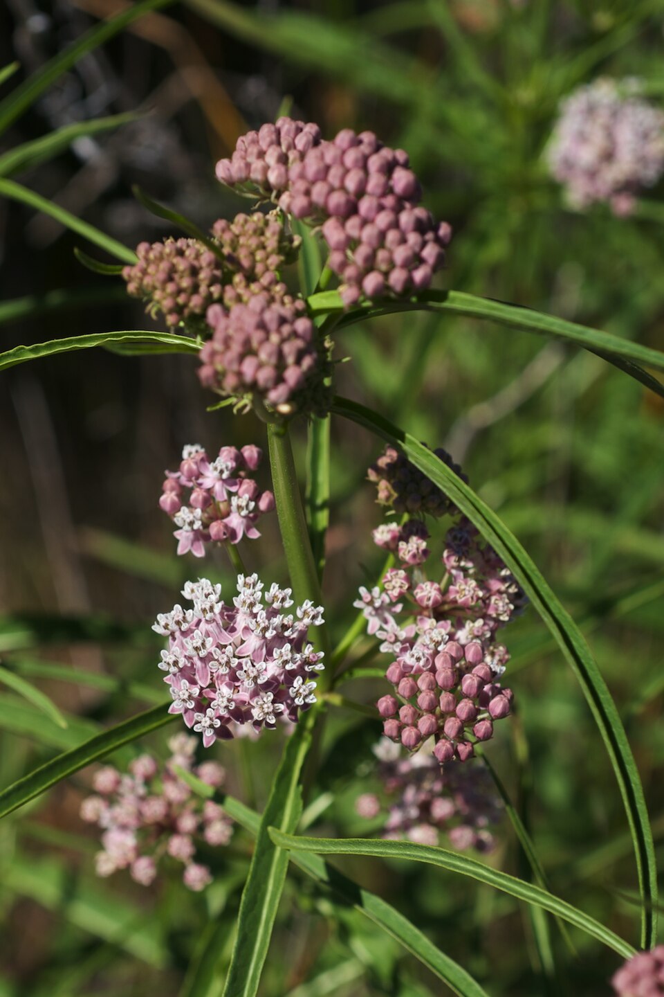 Whorled Milkweed (Asclepias verticillata) with needle-like whorled leaves and white flowers
