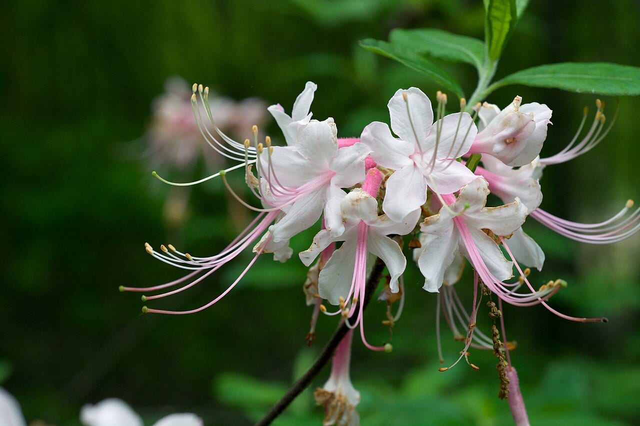 Wild Azalea (Rhododendron canescens)
