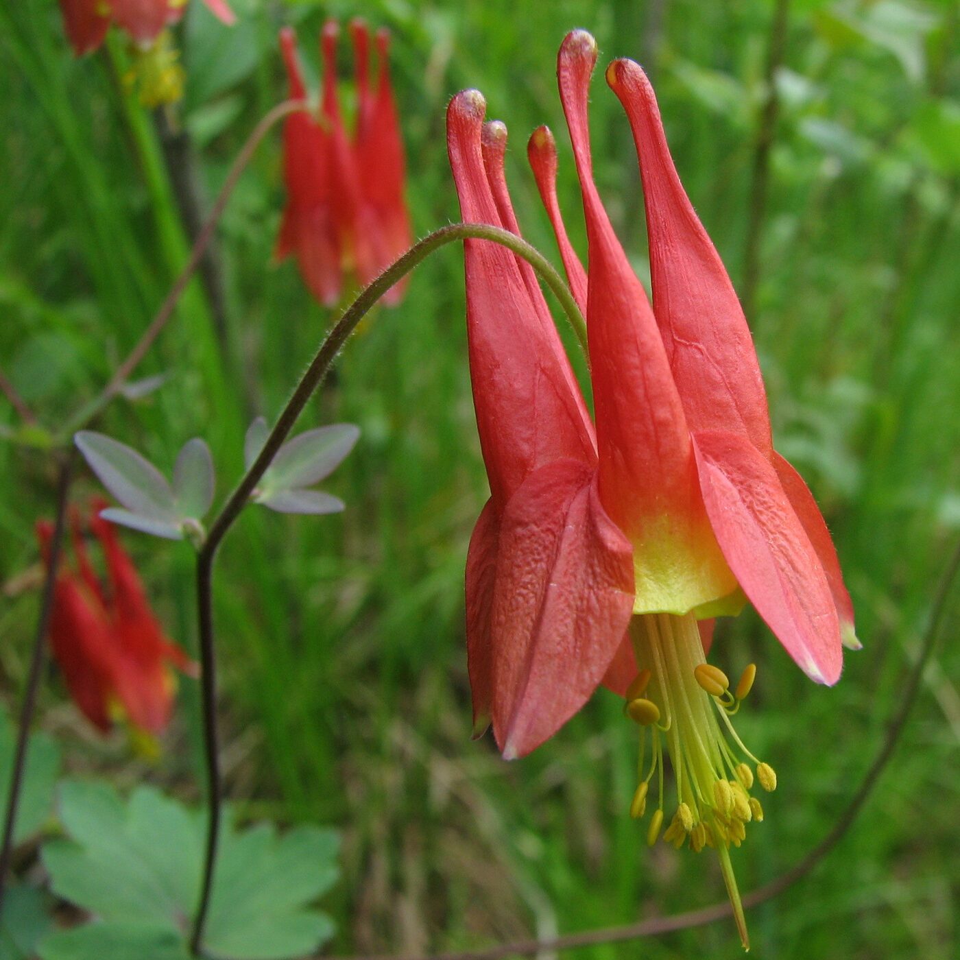 Wild Columbine (Aquilegia canadensis) — nodding red and yellow spurred flowers