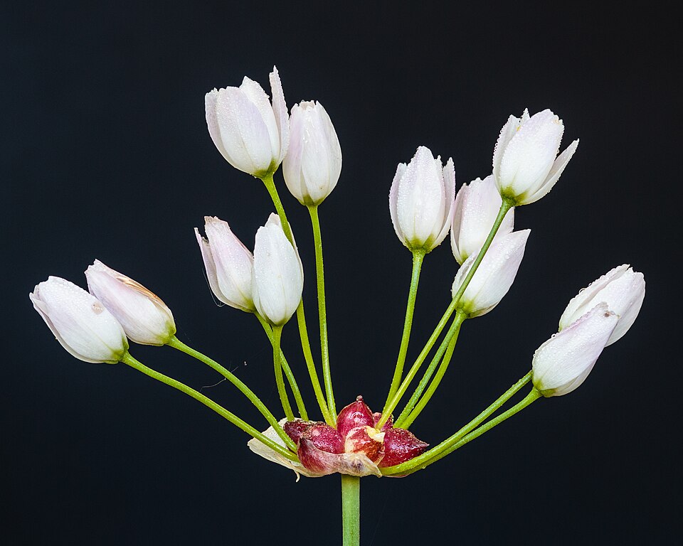 Wild Garlic (Allium canadense) with grass-like leaves and cluster of pink-to-white flowers and bulbils