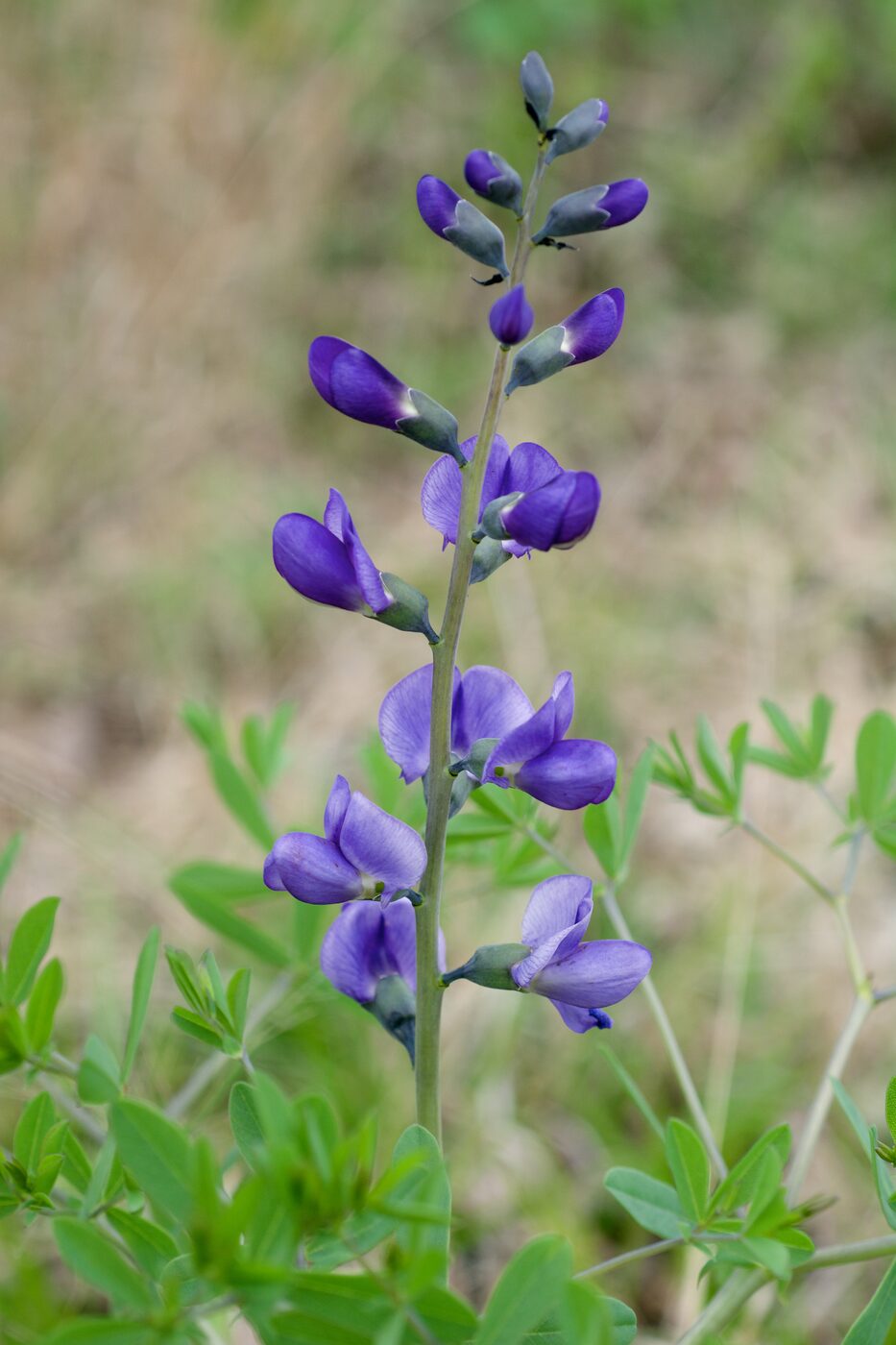 Blue Wild Indigo (Baptisia australis)