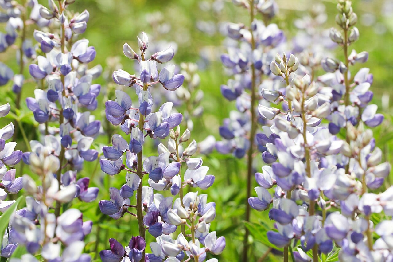 Wild Lupine (Lupinus perennis)