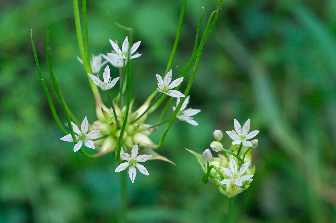 Wild Onion (Allium canadense)