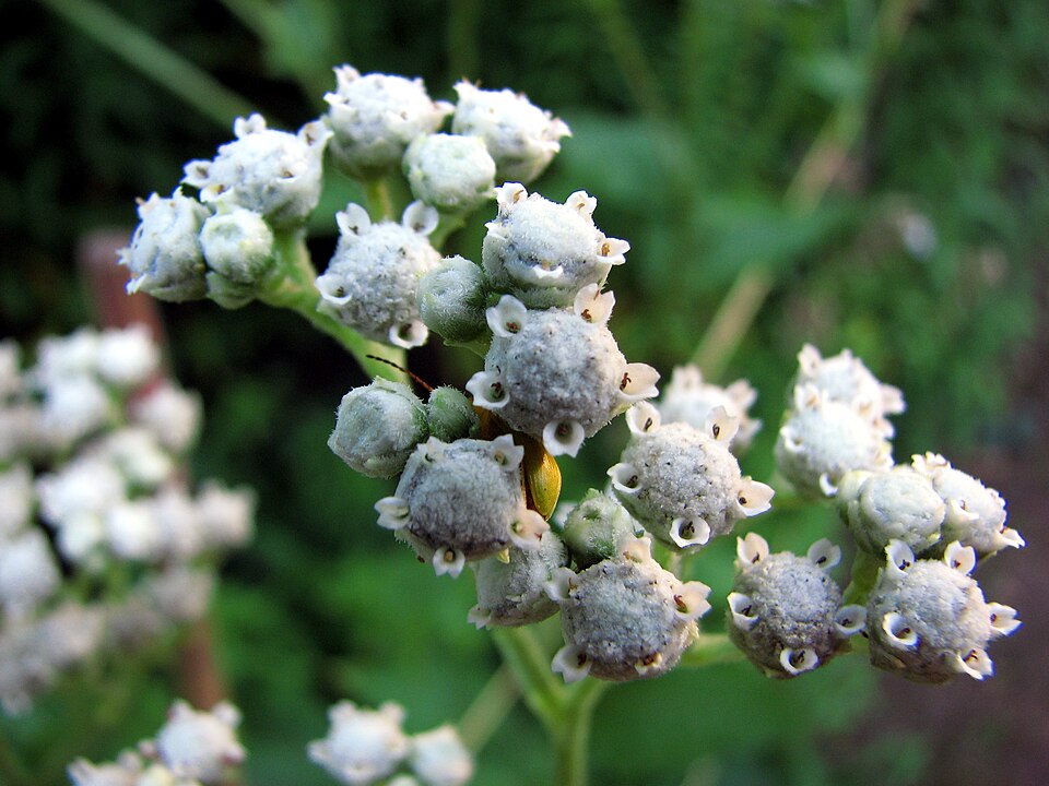 Wild Quinine (Parthenium integrifolium) with flat-topped clusters of white button flowers
