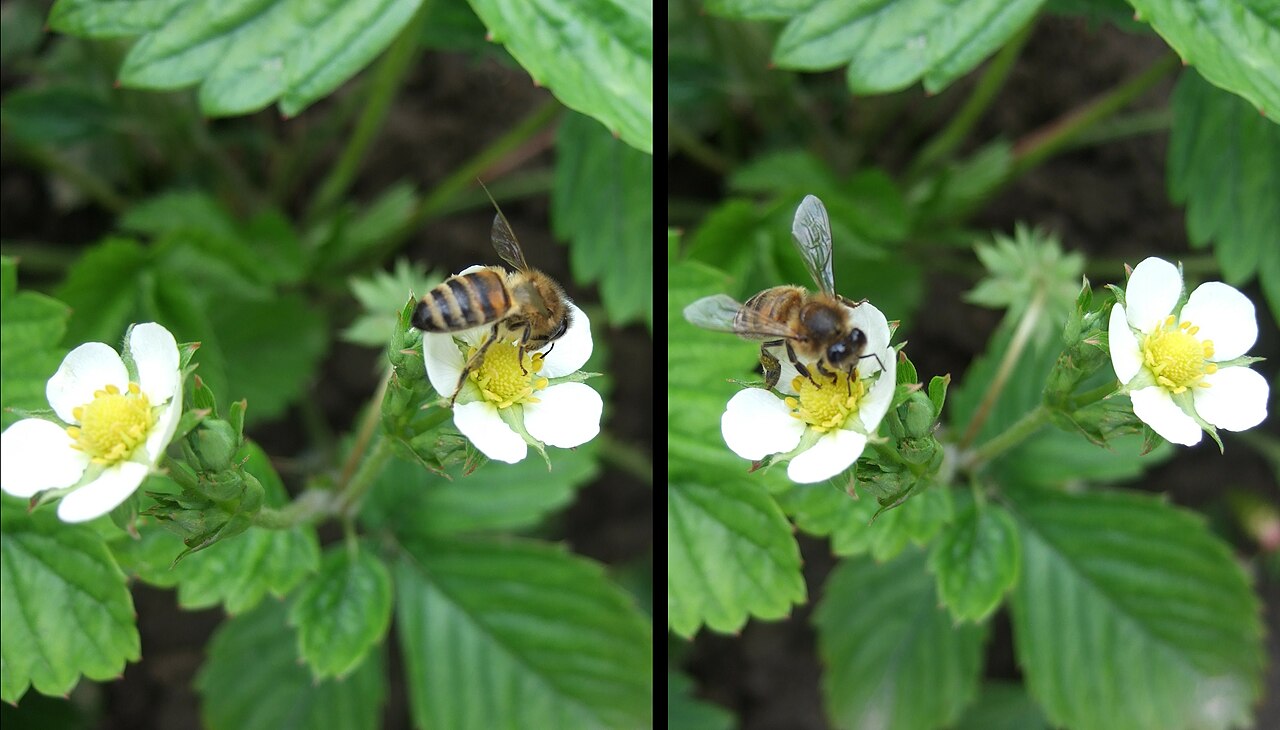 Wild Strawberry (Fragaria virginiana) with white flowers and red berries