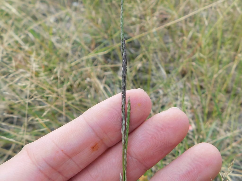 Texas willkommia (Willkommia texana)