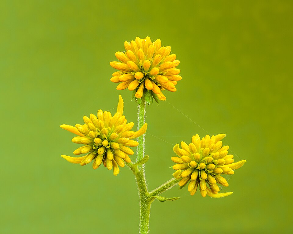 Wingstem (Verbesina alternifolia) with drooping yellow ray flowers and distinctive winged stems