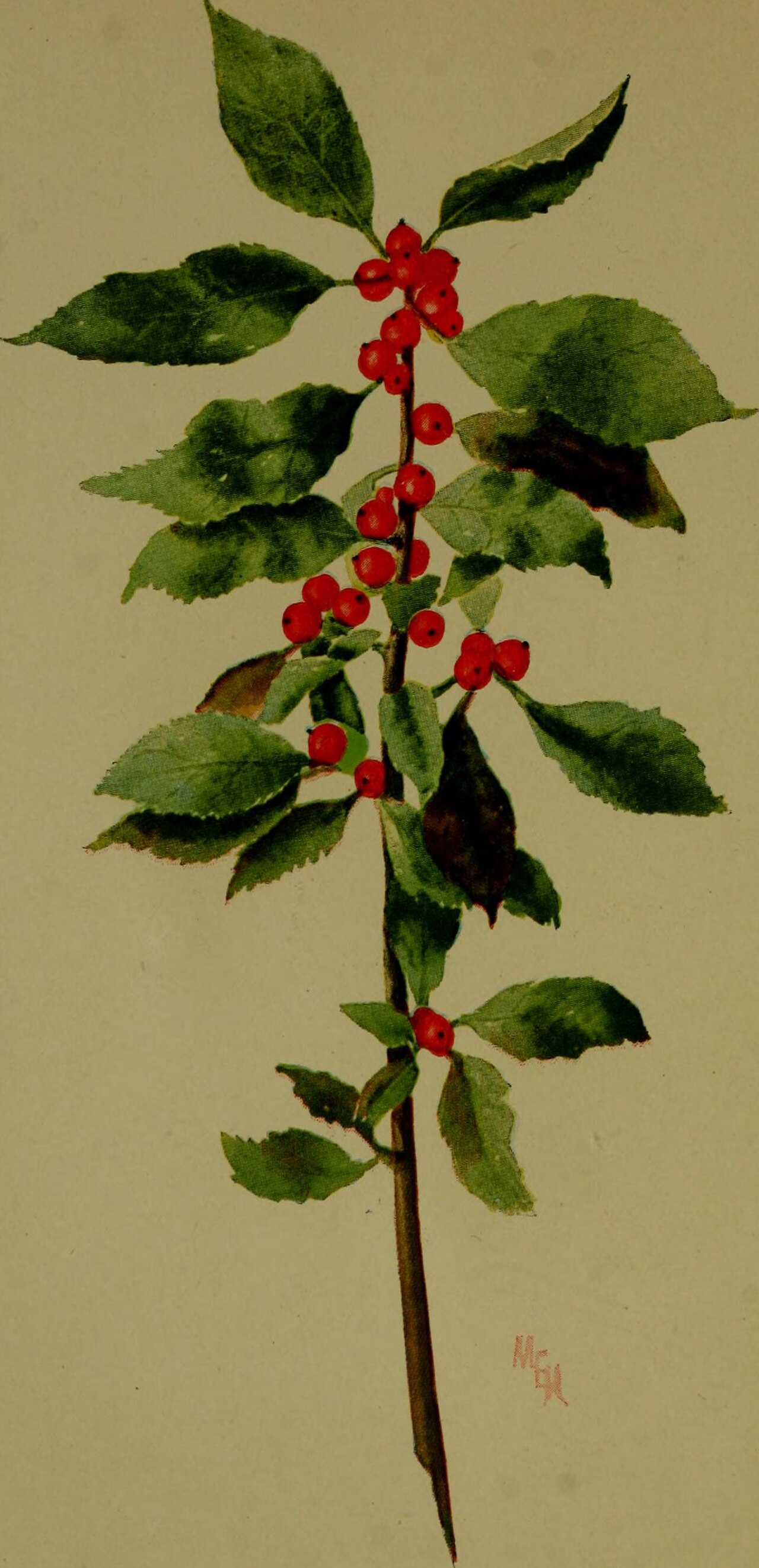 Winterberry (Ilex verticillata) bare branches covered with scarlet-red drupes in winter