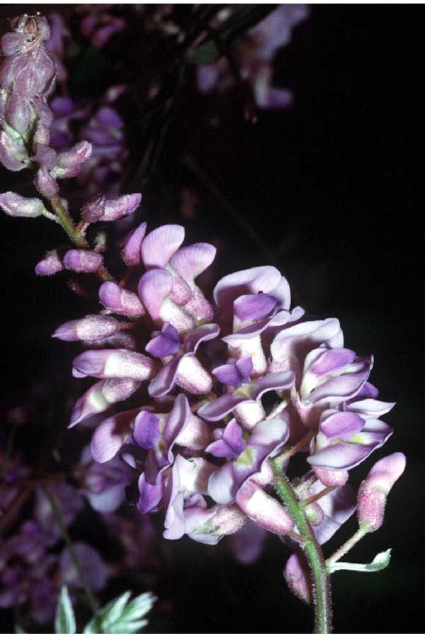 American wisteria (Wisteria frutescens)