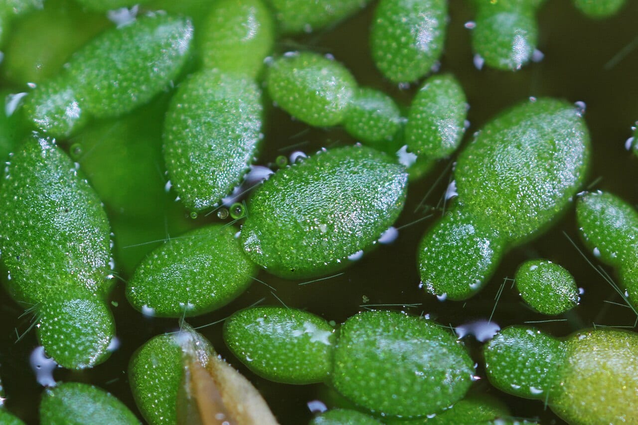 Northern watermeal (Wolffia borealis)