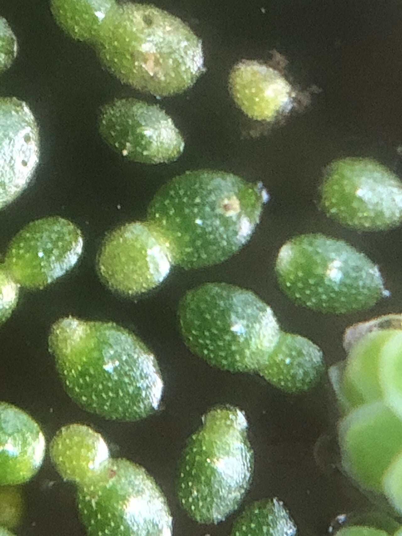Brazilian watermeal (Wolffia brasiliensis)
