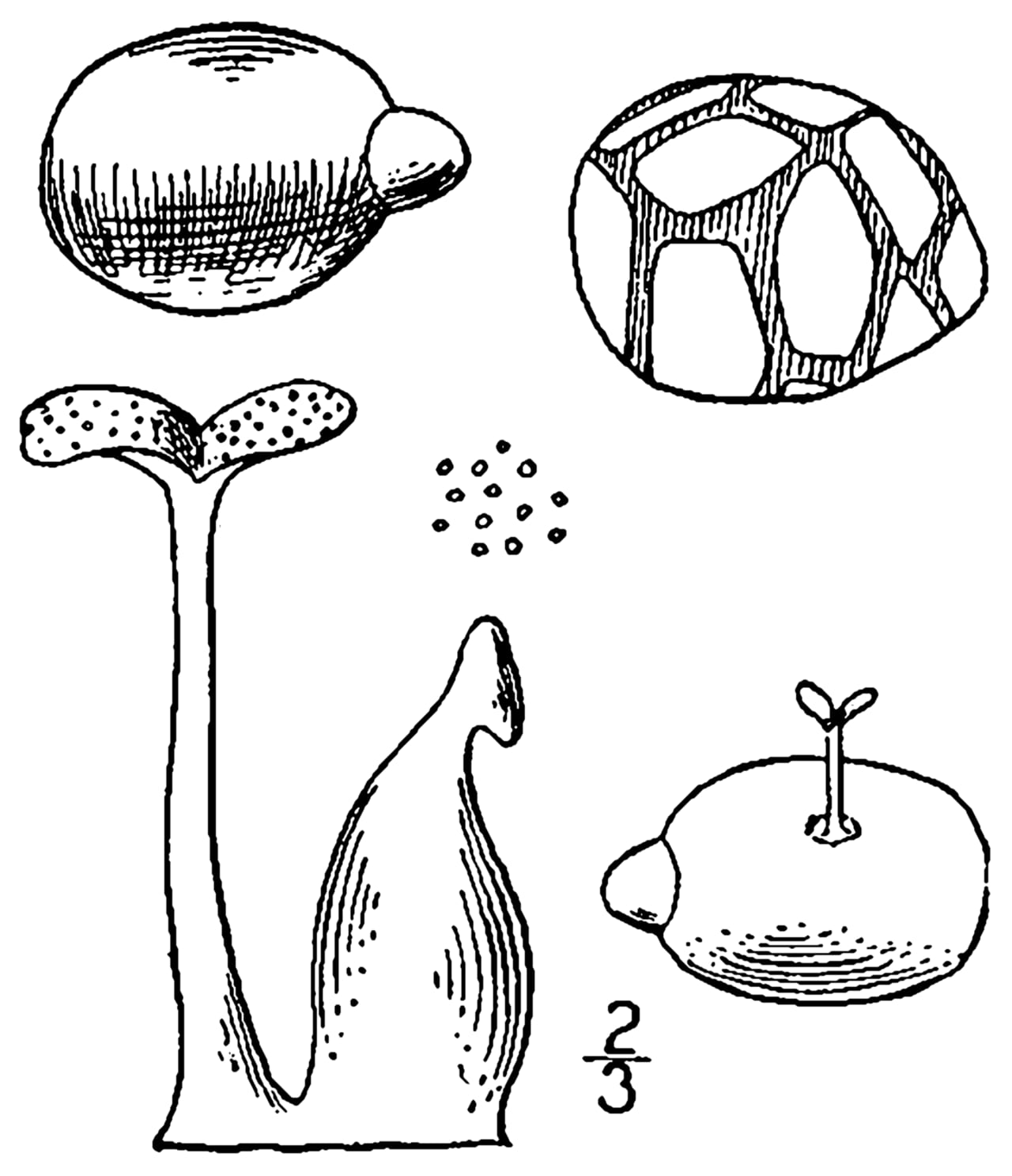 Columbian watermeal (Wolffia columbiana)