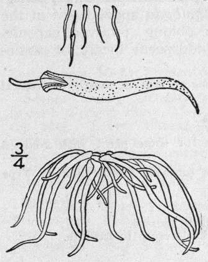 Bog mat (Wolffiella gladiata)