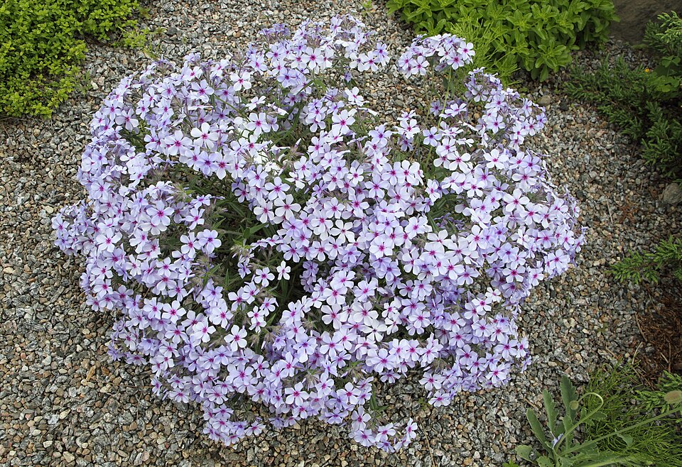 Woodland Phlox (Phlox divaricata) masses of fragrant lavender-blue flowers in spring