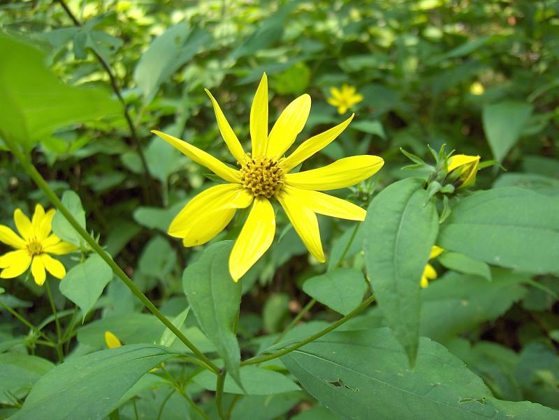Woodland Sunflower (Helianthus strumosus) with bright yellow composite flowers and pairs of opposite leaves