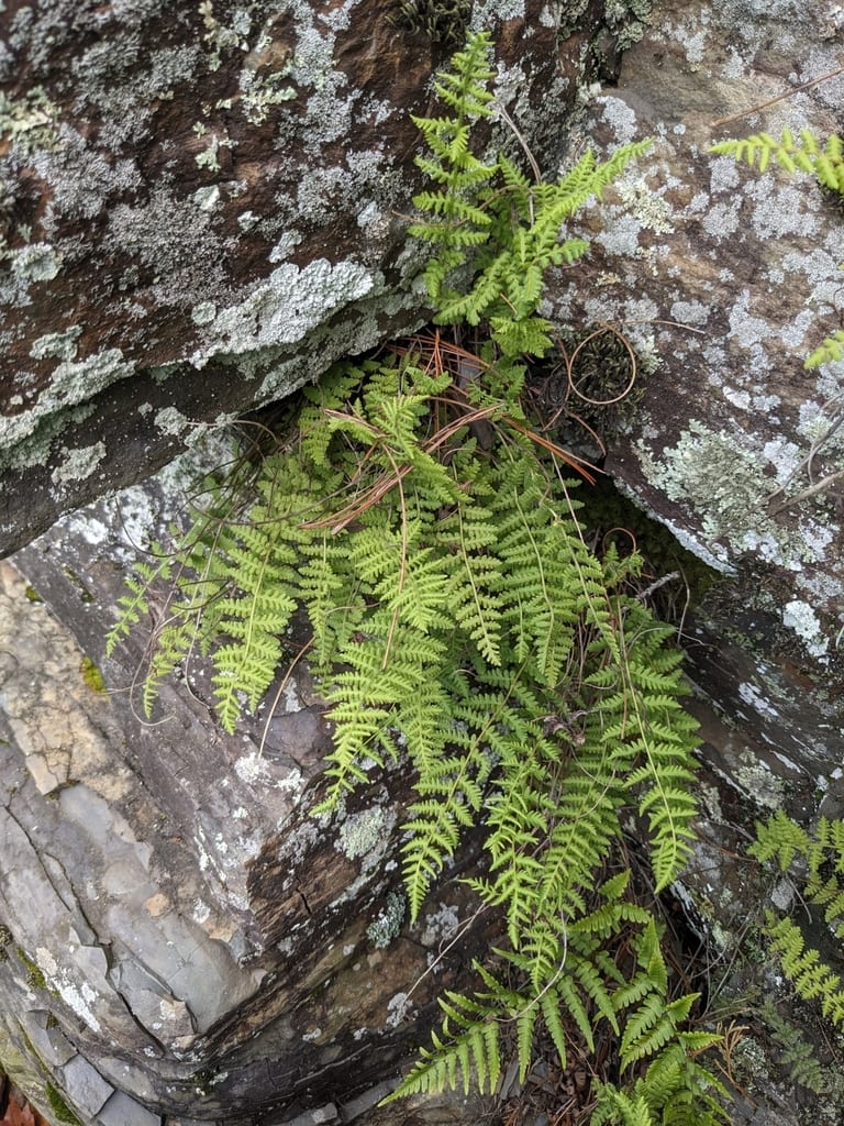 Appalachian cliff fern (Woodsia appalachiana)