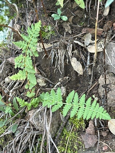 New mexico cliff fern (Woodsia neomexicana)