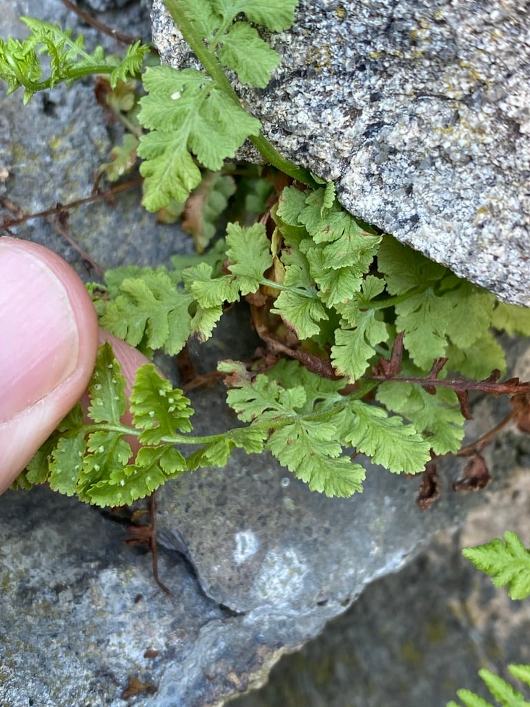 Bluntlobe cliff fern (Woodsia obtusa ssp. obtusa)
