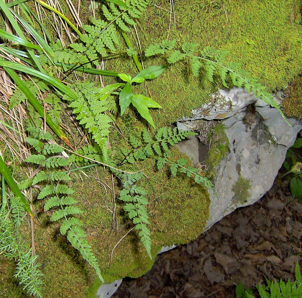 Bluntlobe cliff fern (Woodsia obtusa)