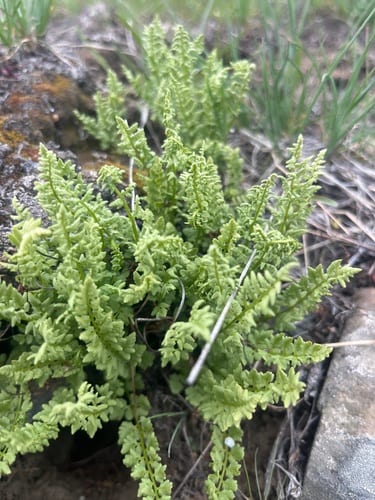 Oregon cliff fern (Woodsia oregana ssp. cathcartiana)