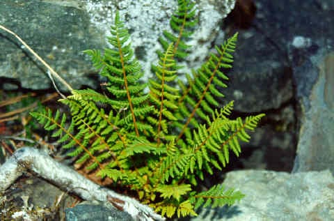Oregon cliff fern (Woodsia oregana)
