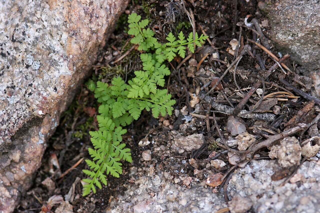 Plummer's cliff fern (Woodsia plummerae)