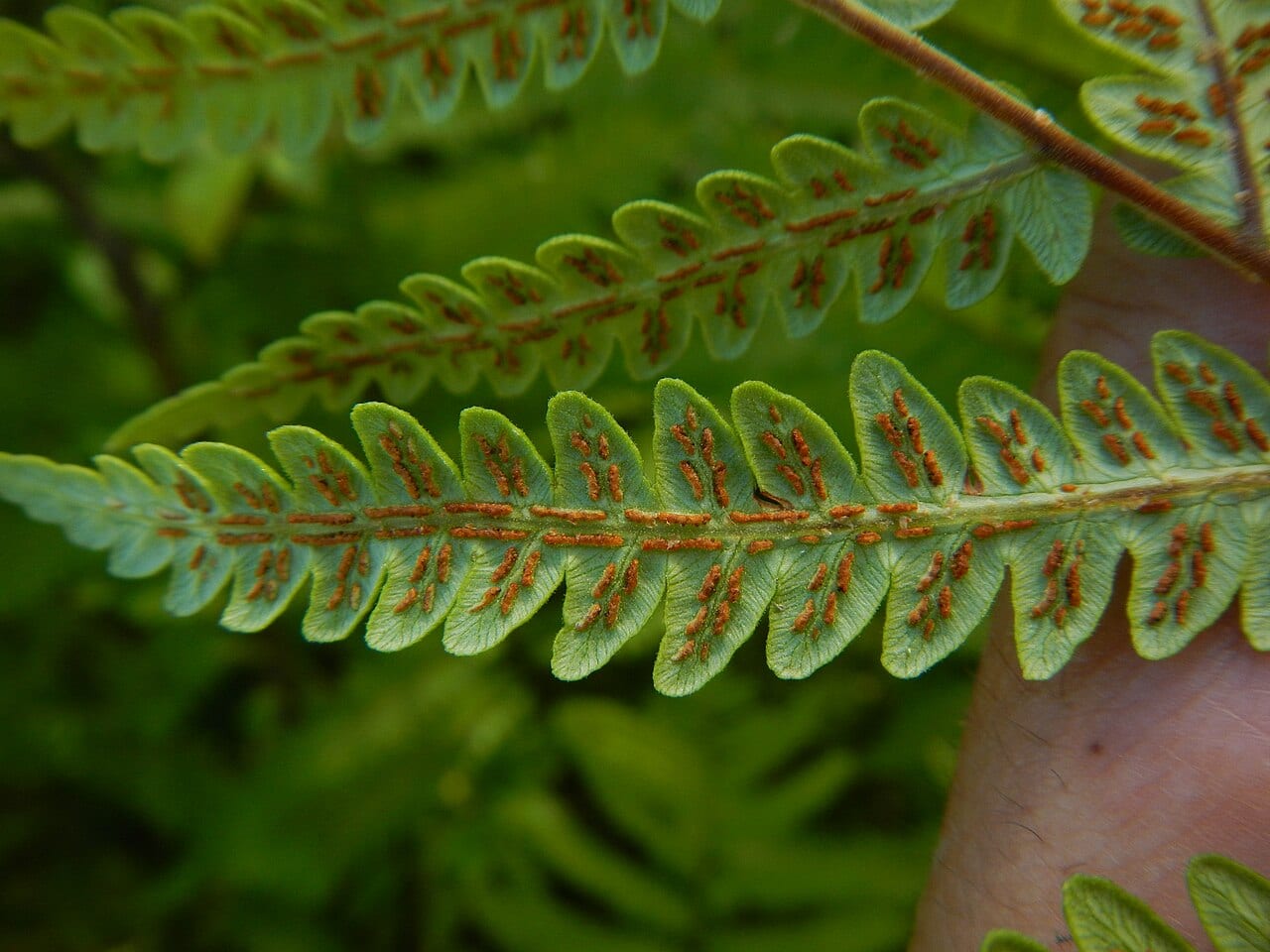 Virginia chainfern (Woodwardia virginica)