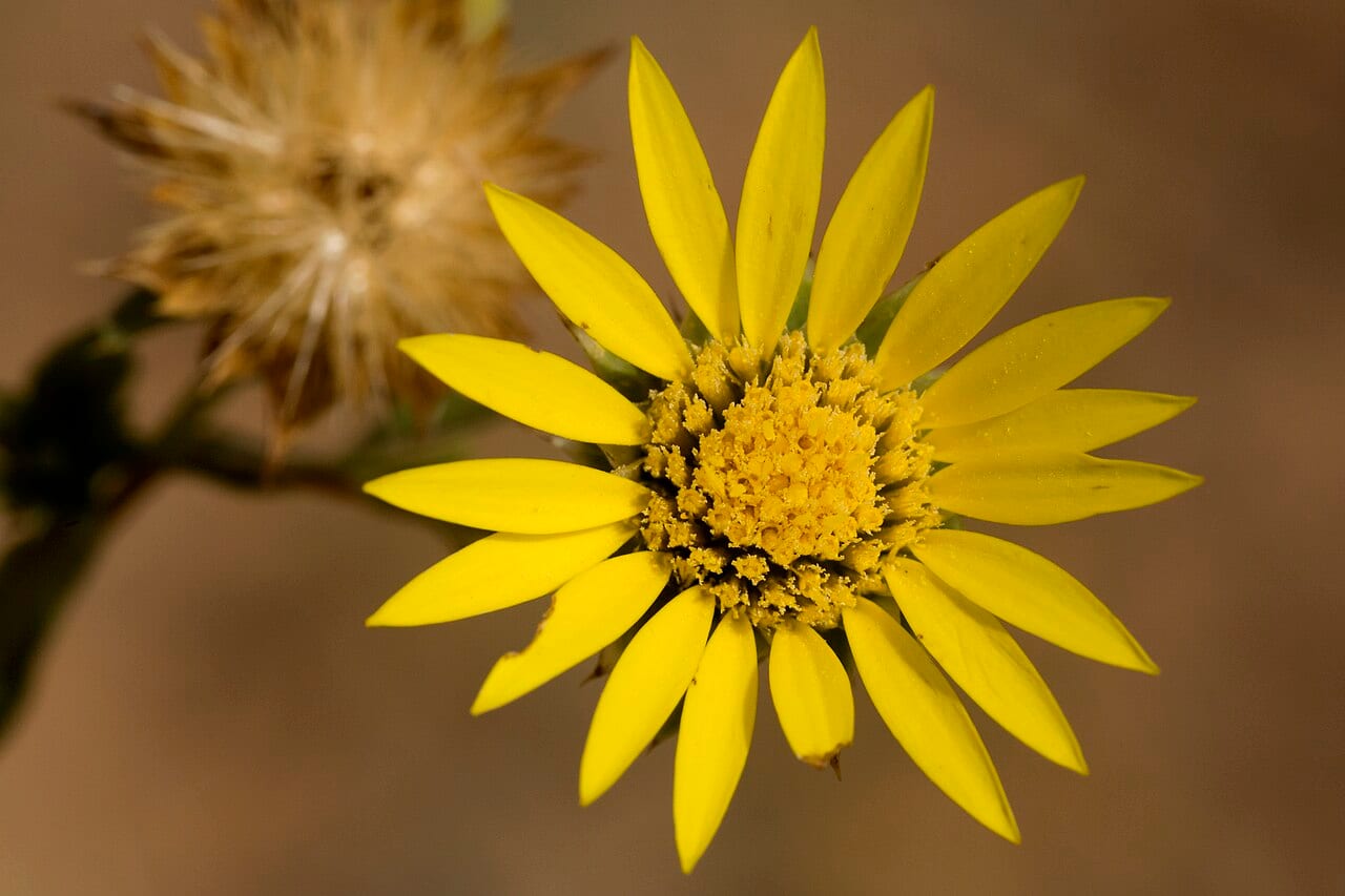 Texas sleepy daisy (Xanthisma texanum)