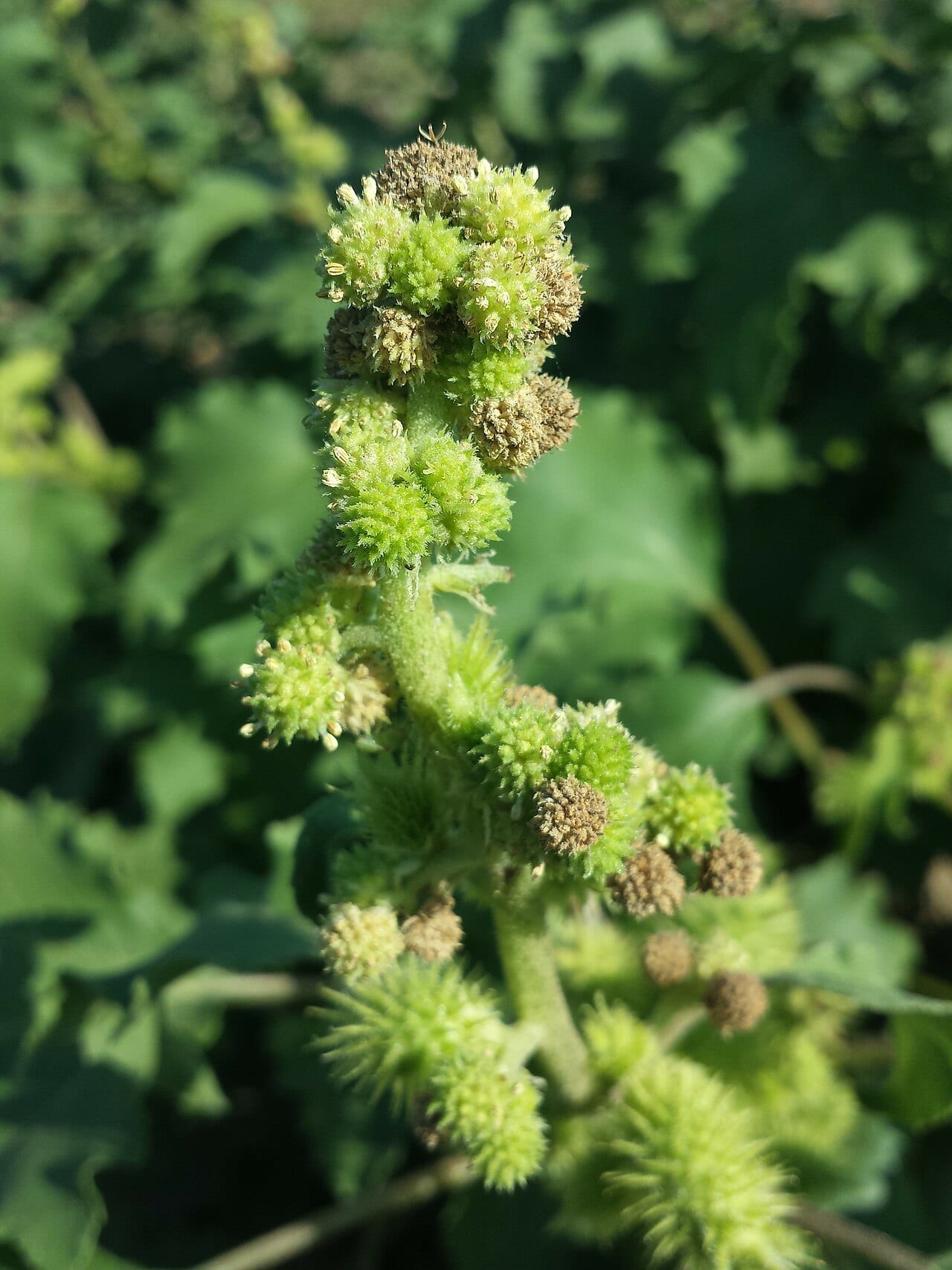Canada cocklebur (Xanthium strumarium var. canadense)