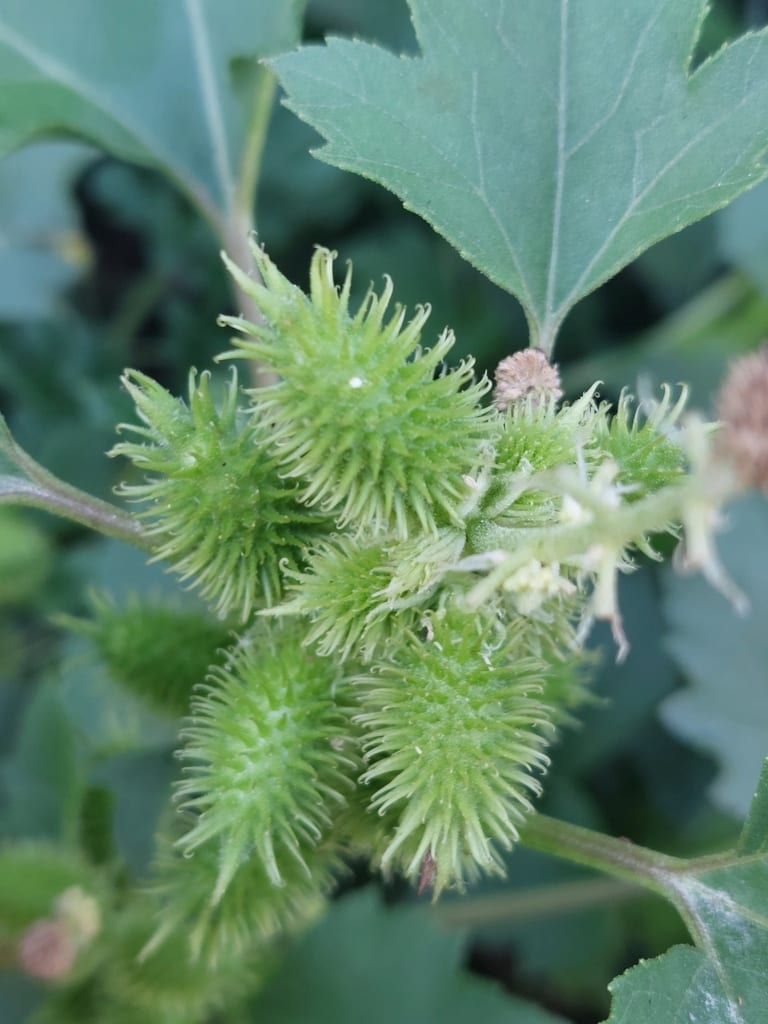 Rough cocklebur (Xanthium strumarium var. glabratum)