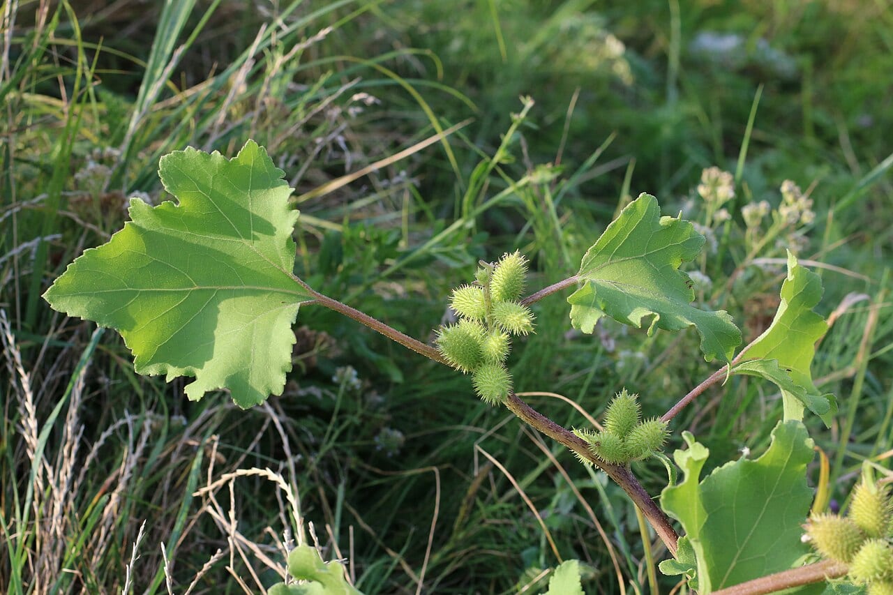 Rough cocklebur (Xanthium strumarium)