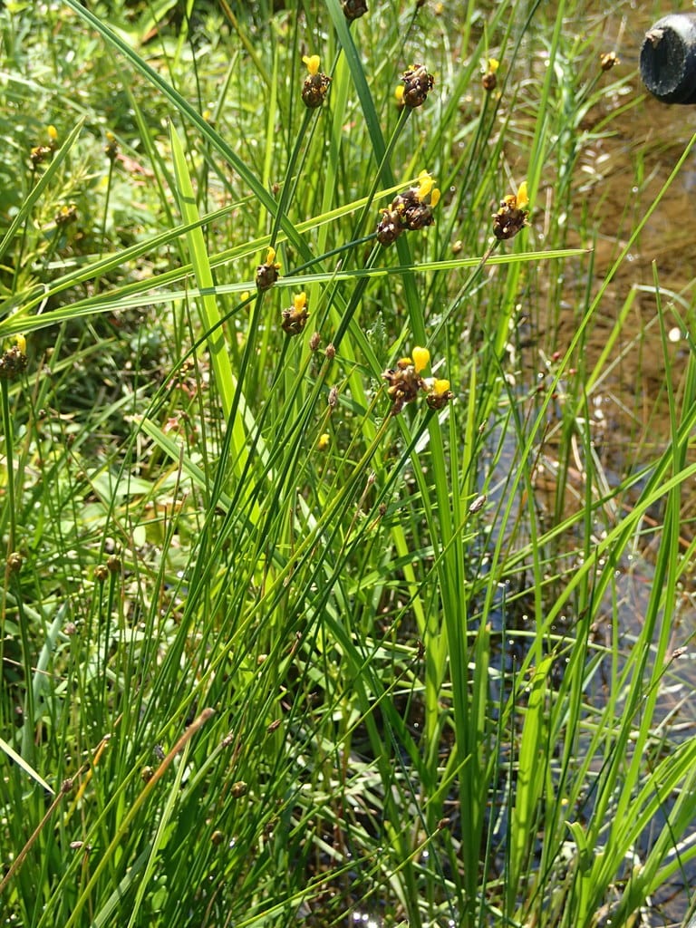 Bog yelloweyed grass (Xyris difformis var. difformis)