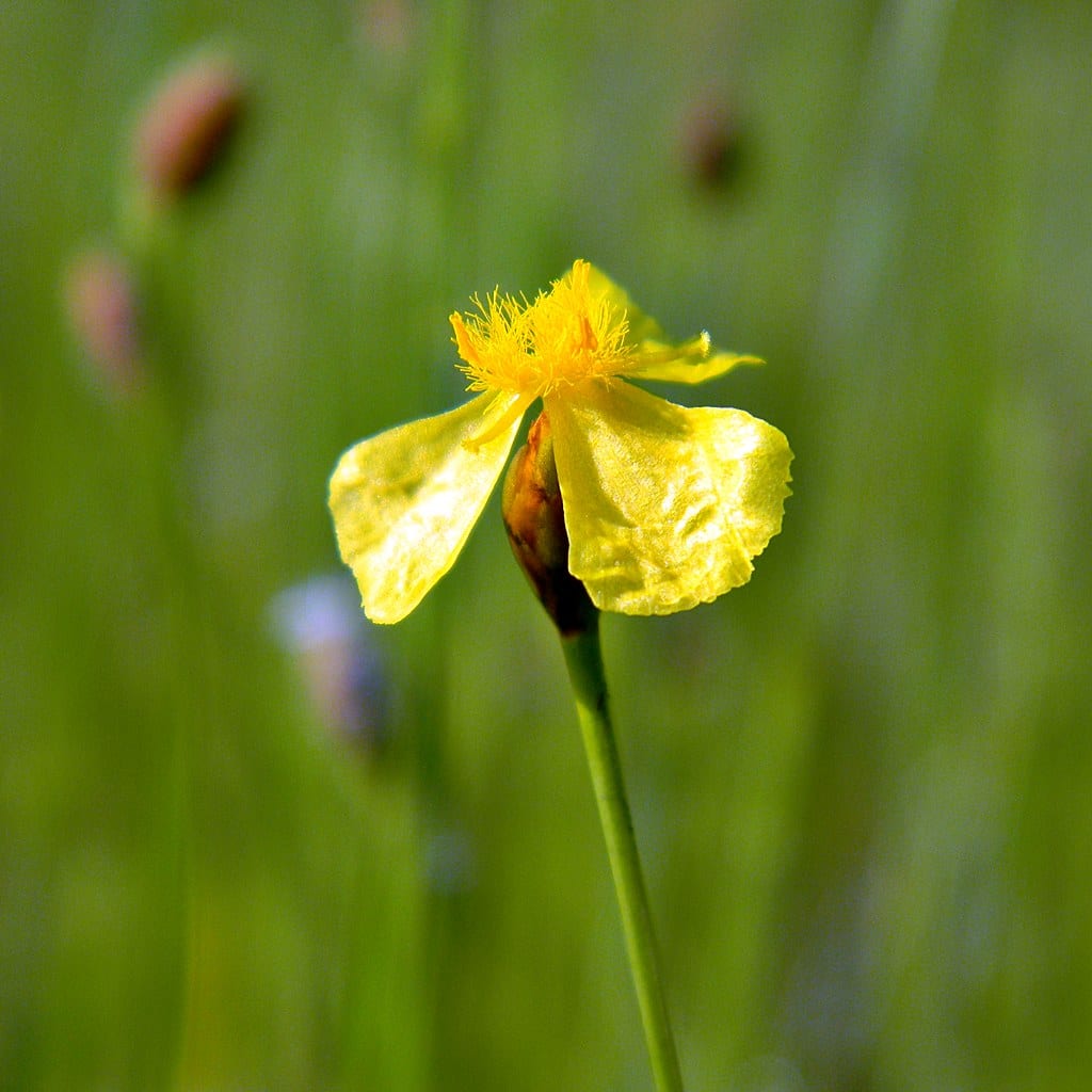 Bog yelloweyed grass (Xyris difformis)