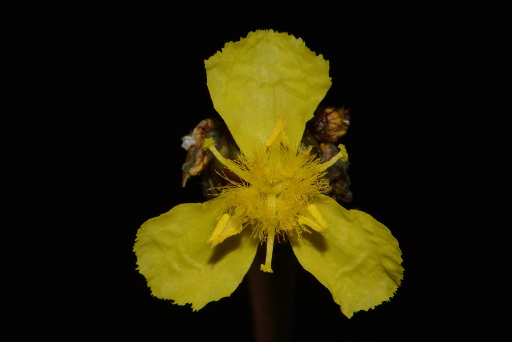 Laxleaf yelloweyed grass (Xyris laxifolia)