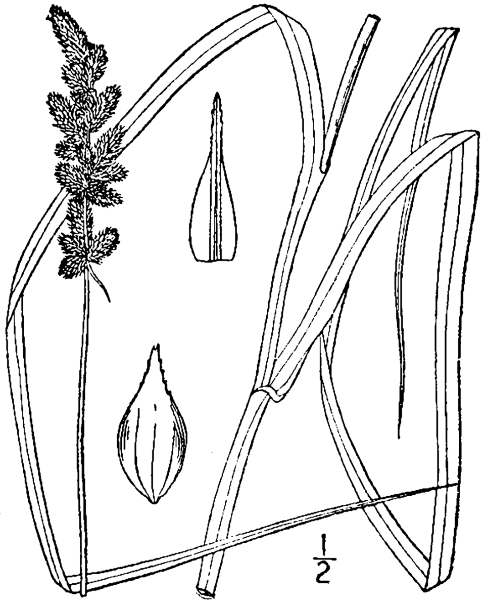 Yellow-fruited Sedge (Carex annectens) — clumps in open wet meadow with characteristic yellowish seed heads