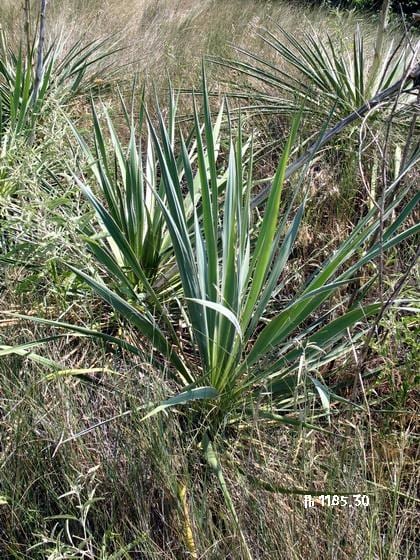 Arkansas yucca (Yucca arkansana)