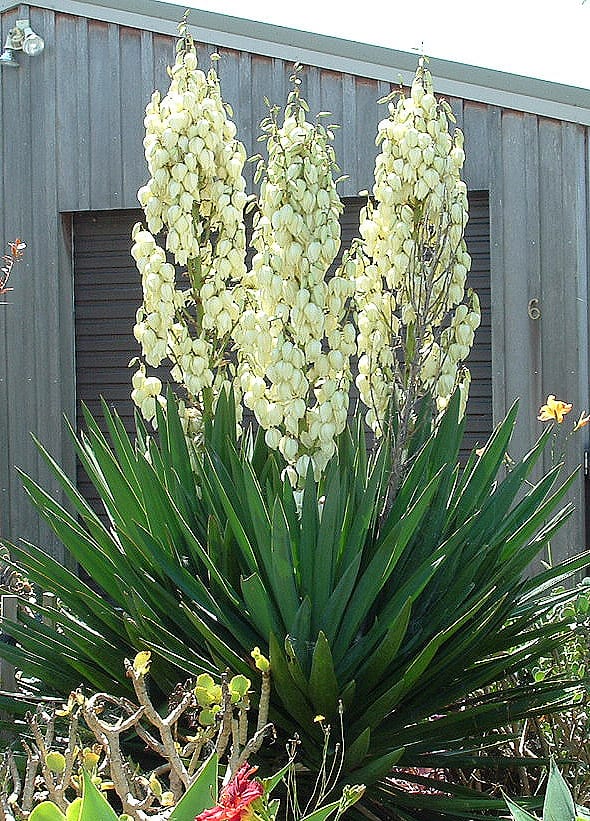 Adam's needle (Yucca filamentosa)