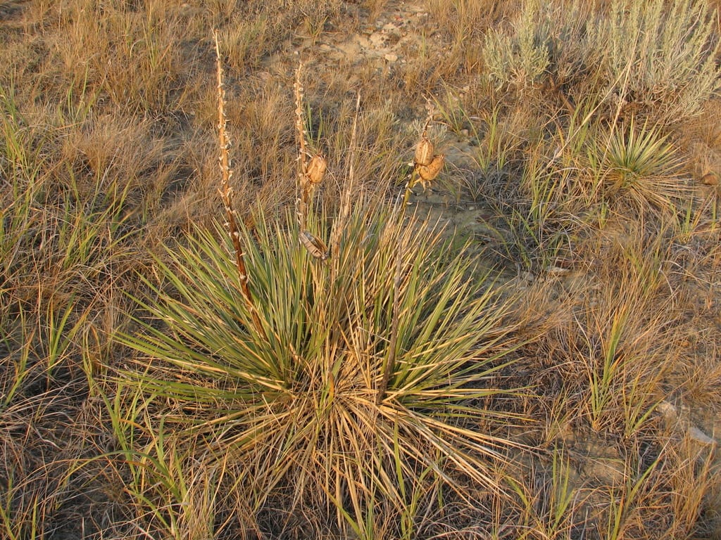 Gurney's yucca (Yucca glauca var. gurneyi)