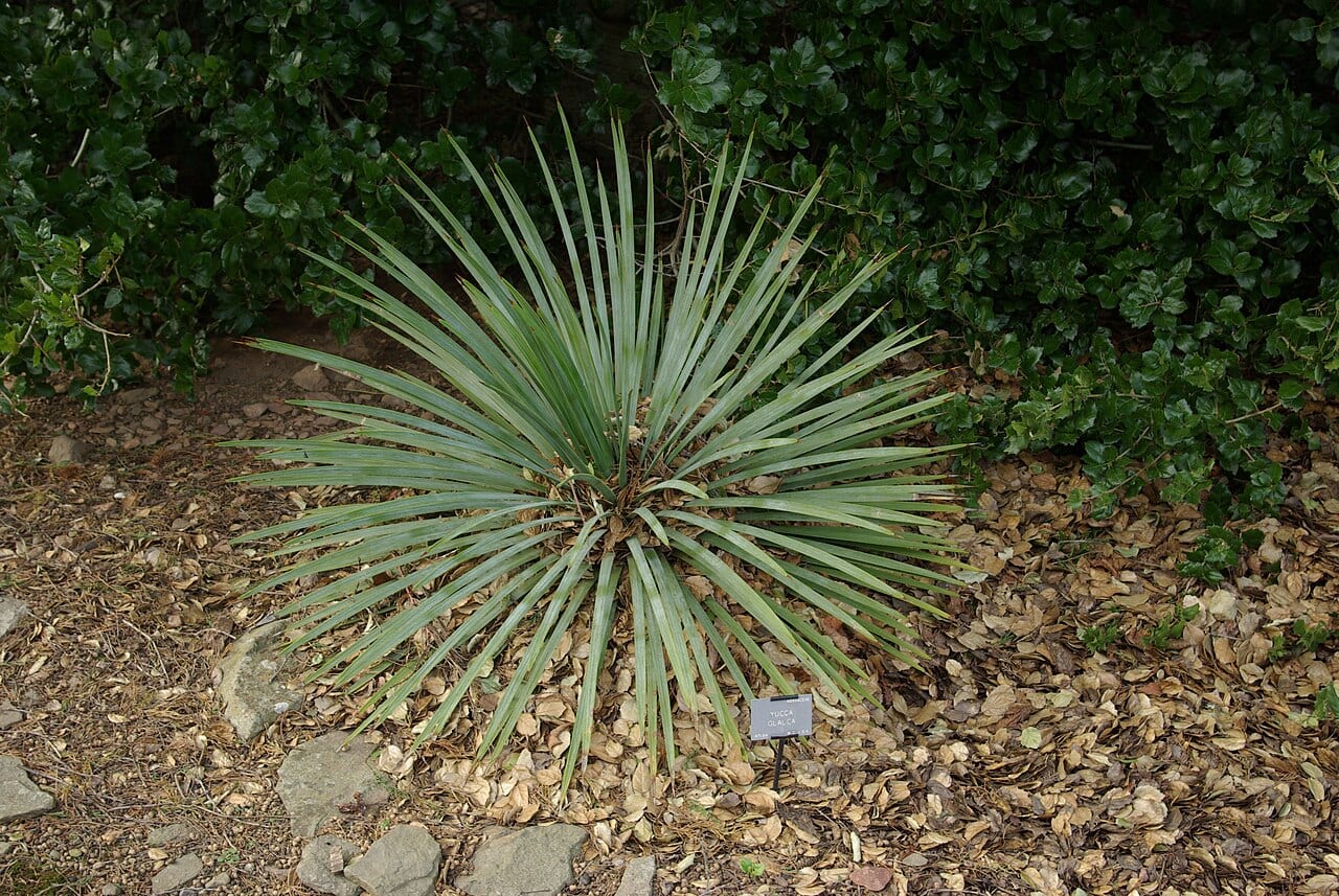Soapweed yucca (Yucca glauca)
