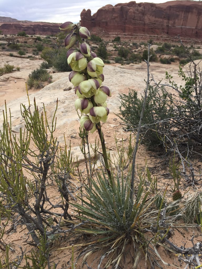 New mexico spanish bayonet (Yucca harrimaniae var. neomexicana)