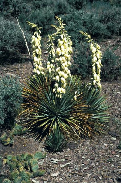 Spanish bayonet (Yucca harrimaniae)