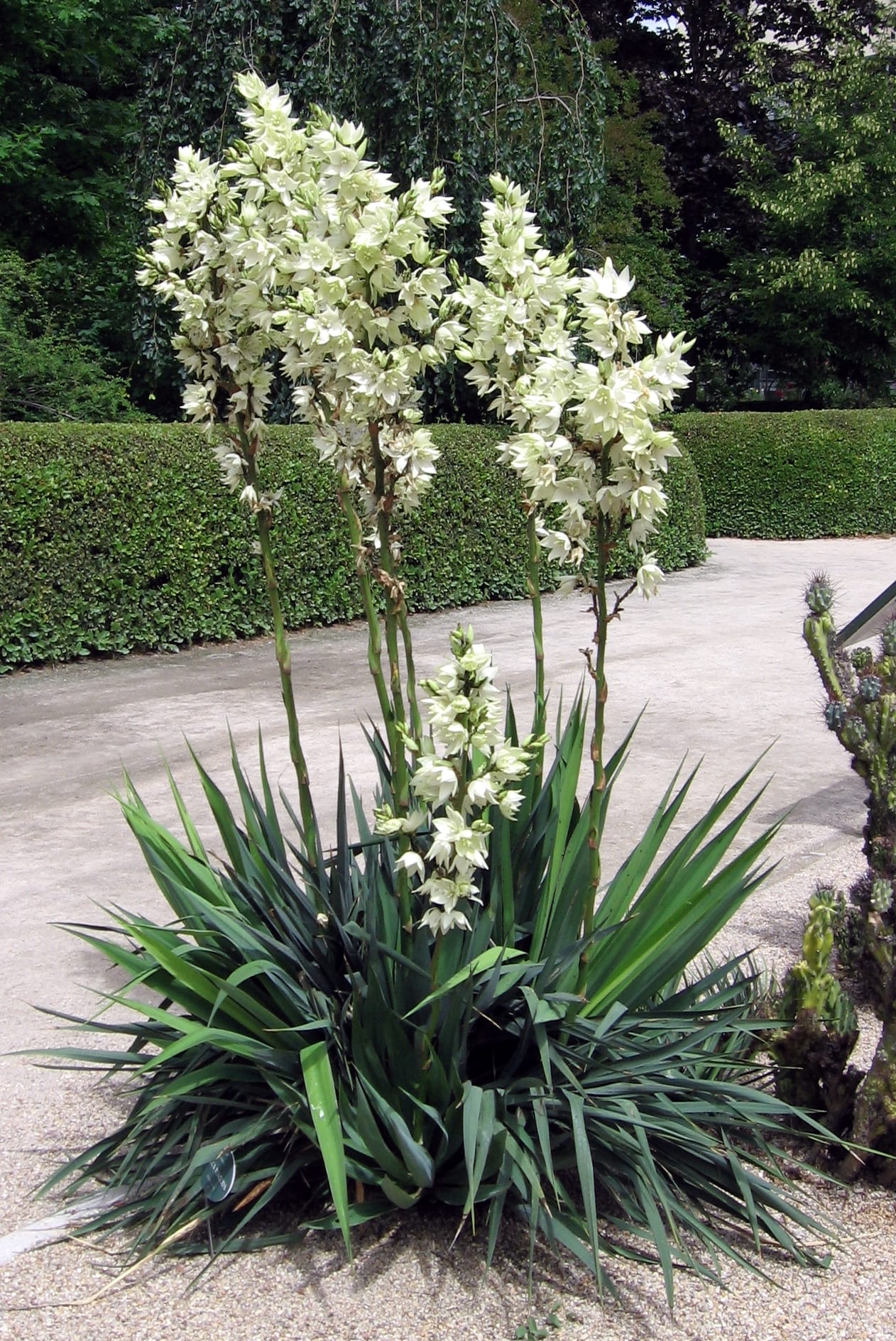 Gulf coast yucca (Yucca louisianensis)