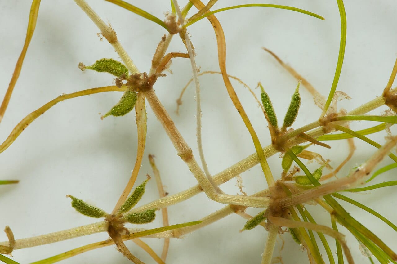 Horned pondweed (Zannichellia palustris)