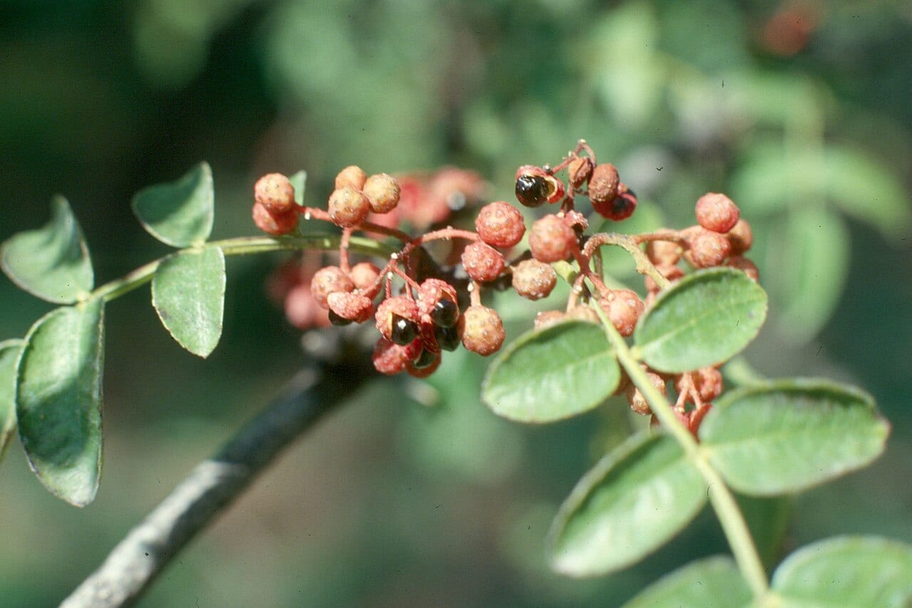 Common pricklyash (Zanthoxylum americanum)