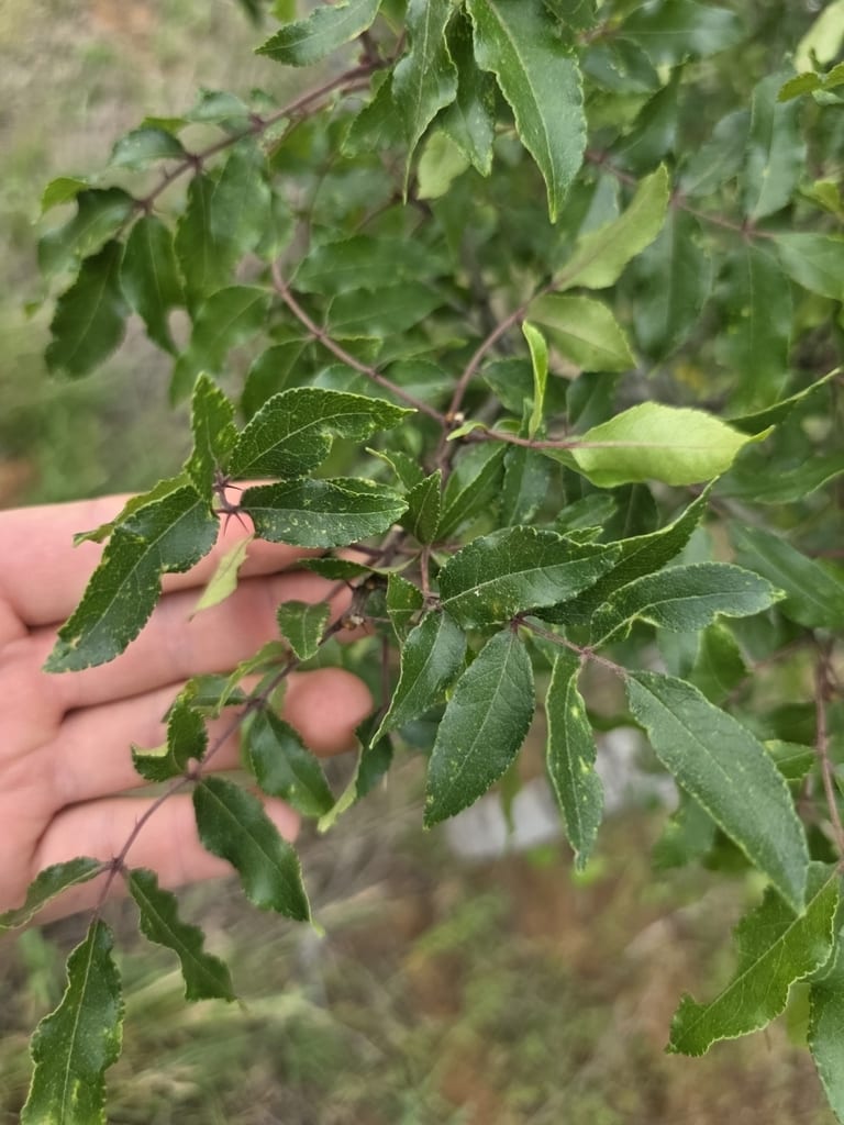 Hercules club (Zanthoxylum clava)