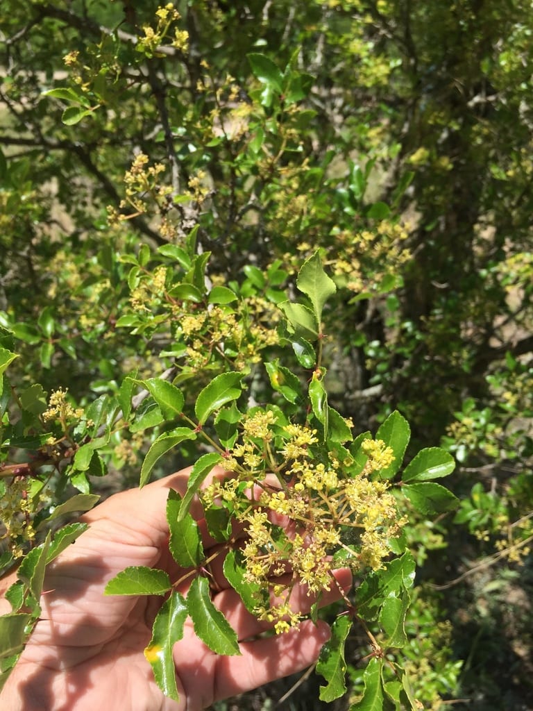 Texas hercules' club (Zanthoxylum hirsutum)